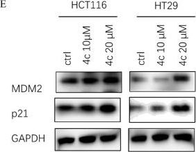 Fig.7.E showing Western Blotting from the publication: Discovery of Loureirin analogues with colorectal cancer suppressive activity via regulating cell cycle and Fas death receptor.