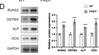 Fig.4.D showing Western Blotting from the publication: Silencing of prolyl endopeptidase protects against bone loss and enhances regeneration via bone anabolic and anti-catabolic effects.