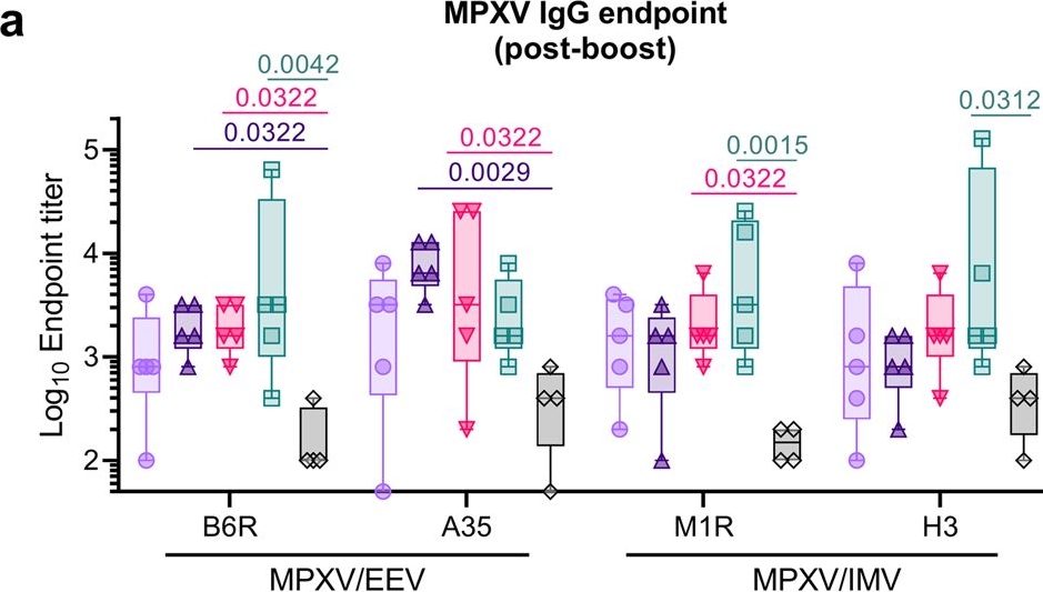 Fig.2.A from the publication: Synthetic modified vaccinia Ankara vaccines confer cross-reactive and protective immunity against mpox virus.