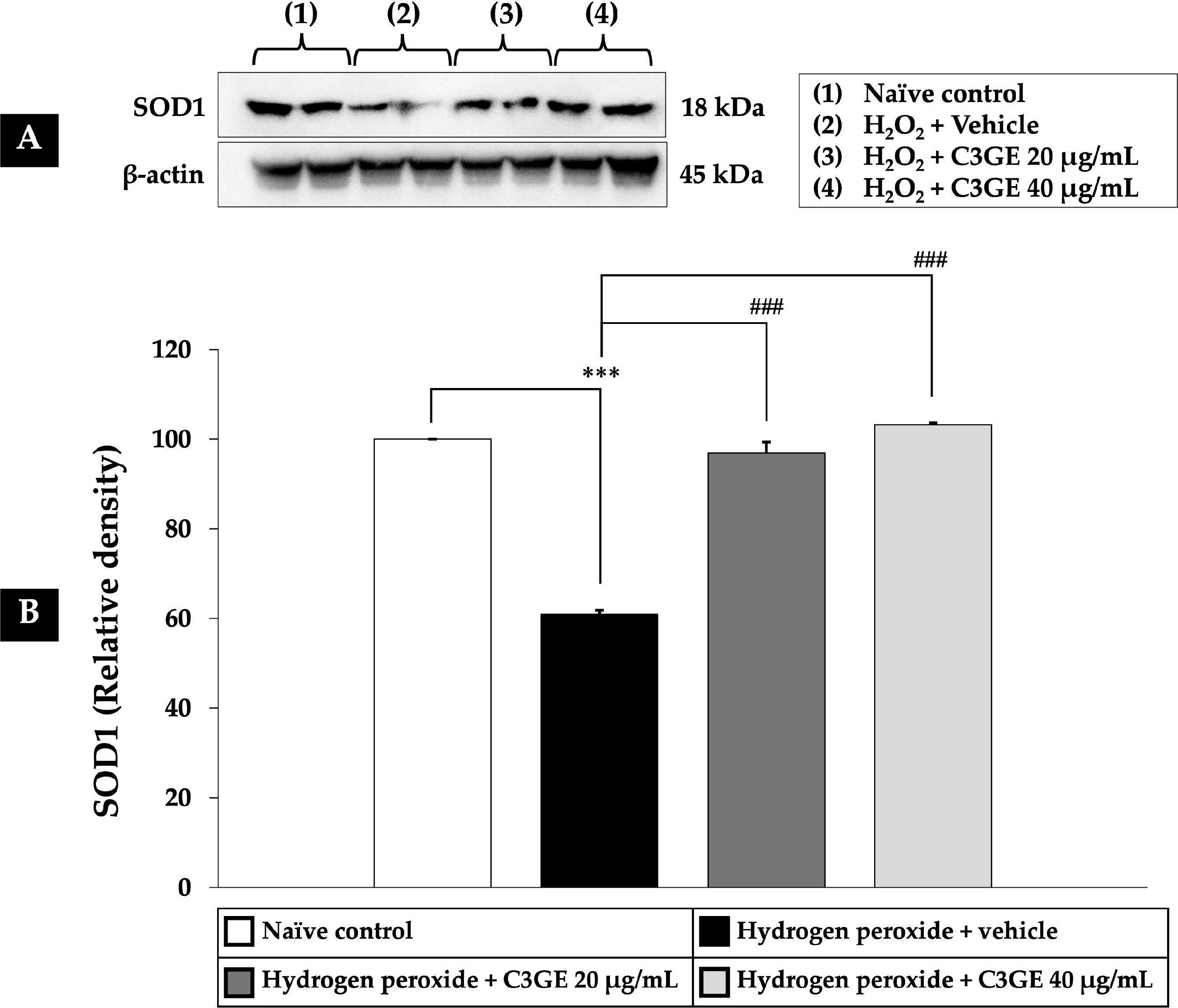 Fig.10.A showing Western Blotting in a Homo sapiens (Human) sample from the publication: Synergistic Antioxidant Effects of C3G-Enriched Oryza sativa L. cv. RD83 Extract and α-Tocopherol Against H2O2-Induced Oxidative Stress in SH-SY5Y Cells.