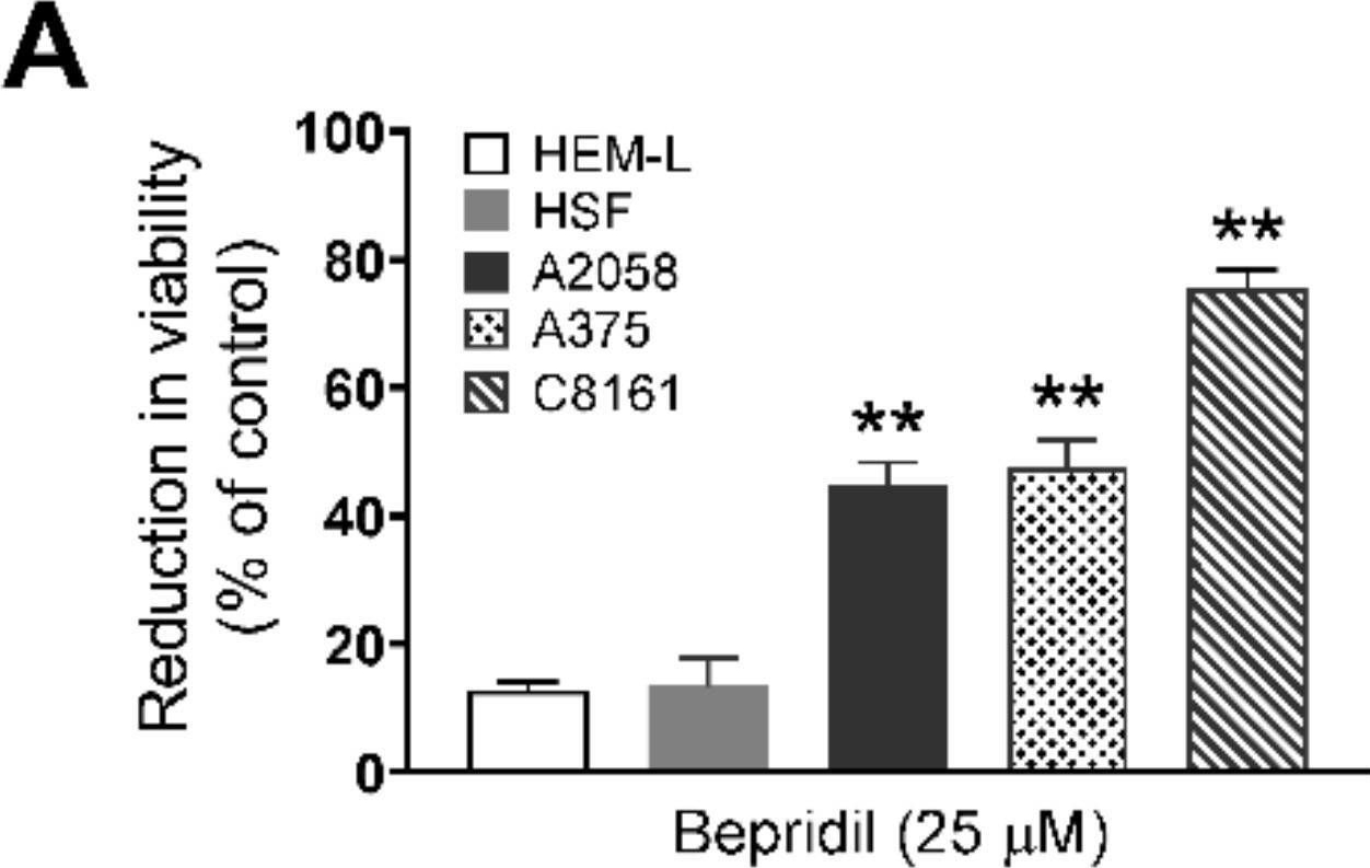 Fig.6.A from the publication: Suppressing Effect of Na+/Ca2+ Exchanger (NCX) Inhibitors on the Growth of Melanoma Cells.