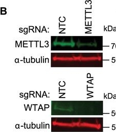 Fig.3.B showing Western Blotting in a Homo sapiens (Human) sample from the publication: N6-methyladenosine in DNA promotes genome stability.