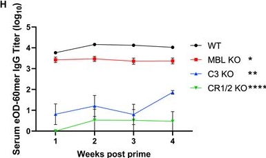 Fig.2.H from the publication: Mannose-binding lectin and complement mediate follicular localization and enhanced immunogenicity of diverse protein nanoparticle immunogens.