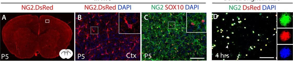 Fig.1.A showing Immunohistochemistry-immunofluorescence from the publication: Directed differentiation of functional corticospinal-like neurons from endogenous SOX6+/NG2+ cortical progenitors.