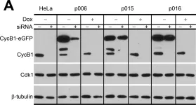 Fig.3.A showing Western Blotting in a Homo sapiens (Human) sample from the publication: The kinetics of G2 and M transitions regulated by B cyclins.