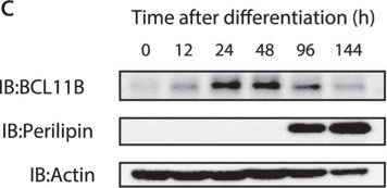 Identification of BCL11B as a regulator of adipogenesis.