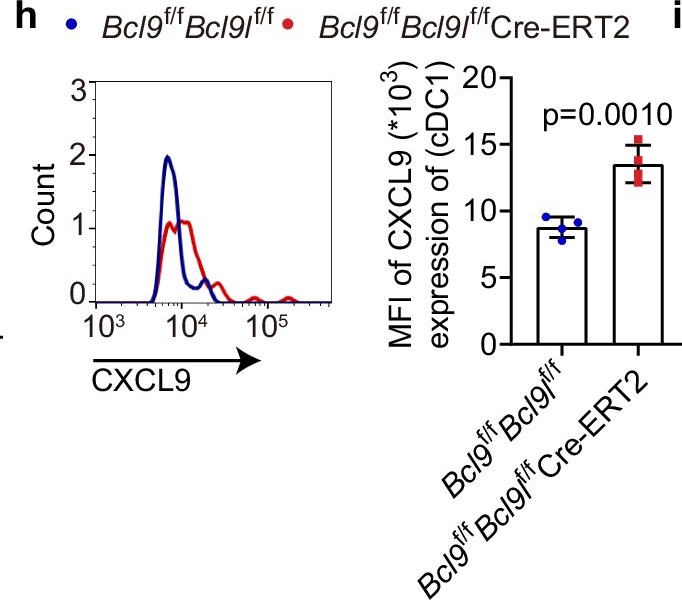 Fig.7.H showing Flow cytometry/Cell sorting in a Mus musculus (House mouse) sample from the publication: Targeting BCL9/BCL9L enhances antigen presentation by promoting conventional type 1 dendritic cell (cDC1) activation and tumor infiltration.