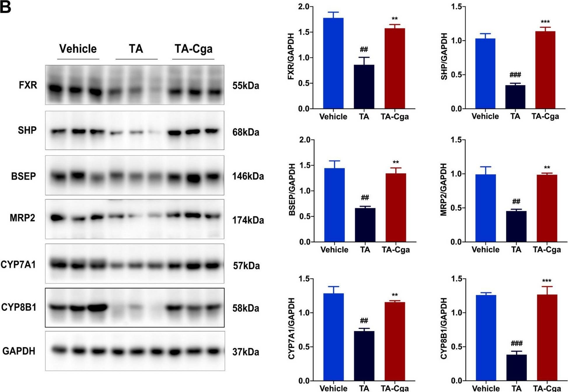 Fig.3.B showing Western Blotting in a Mus musculus (House mouse) sample from the publication: Chlorogenic acid attenuates pyrrolizidine alkaloid-induced liver injury through modulation of the SIRT1/FXR signaling pathway.
