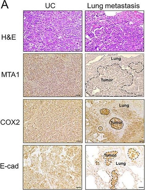 Fig.3.A showing Immunohistochemistry in a Canis lupus familiaris (Domestic dog) sample from the publication: Identification of metastasis-associated protein 1 (MTA1) as a new molecular marker for canine urothelial carcinoma.