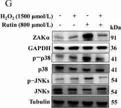 Fig.4.G showing Western Blotting in a Gallus gallus domesticus (Chicken) sample from the publication: Rutin Alleviates Oxidative Stress in Chicken Hepatocytes by Inhibiting Ribotoxic Stress Response.