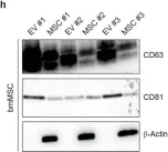 Fig.2.H showing Western Blotting from the publication: NG2 as an Identity and Quality Marker of Mesenchymal Stem Cell Extracellular Vesicles.