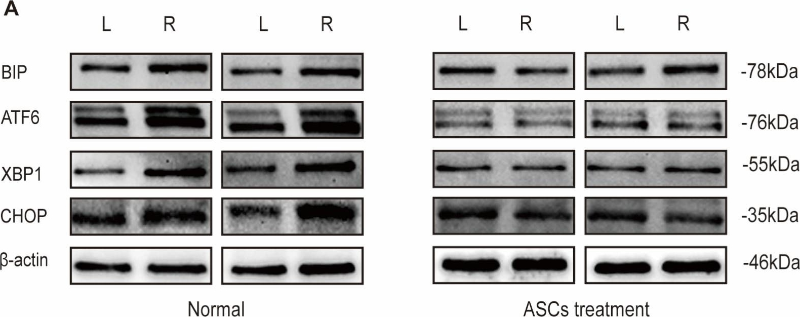 CHOP antibodies - Antibody search engine - CiteAb