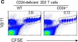 Fig.4.C showing Flow cytometry/Cell sorting in a Mus musculus (House mouse) sample from the publication: Dendritic cell expression of CD24 contributes to optimal priming of T lymphocytes in lymph nodes.