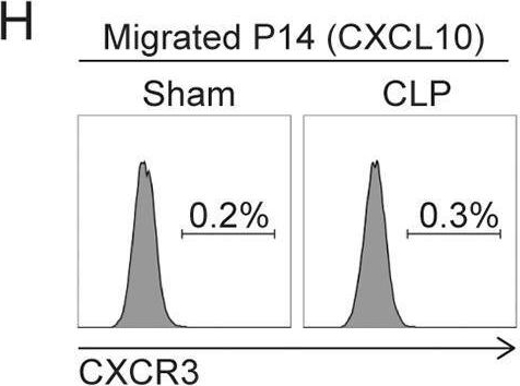 Fig.4.H showing Flow cytometry/Cell sorting in a Mus musculus (House mouse) sample from the publication: Polymicrobial sepsis impairs bystander recruitment of effector cells to infected skin despite optimal sensing and alarming function of skin resident memory CD8 T cells.