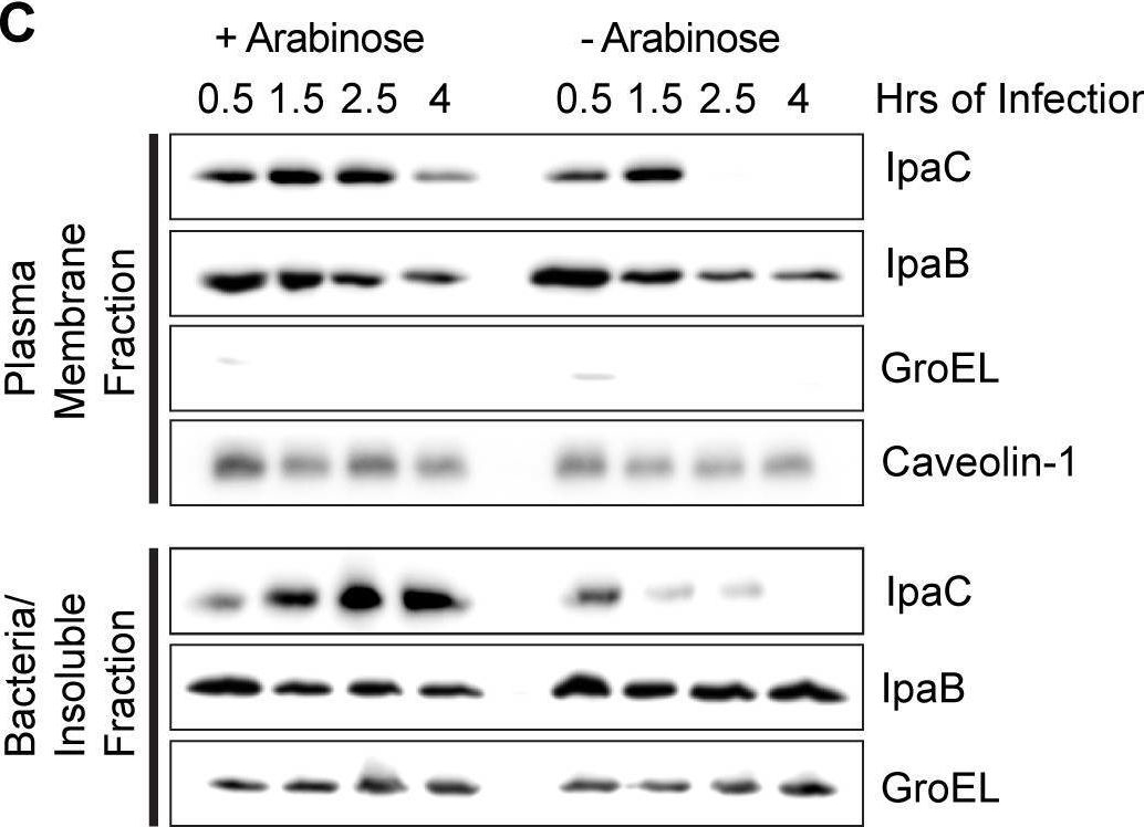 Fig.1.C showing Western Blotting from the publication: A translocation-competent pore is required for Shigella flexneri to escape from the double membrane vacuole during intercellular spread.
