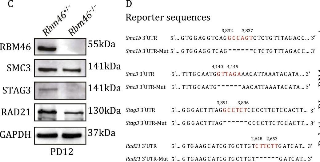 Fig.4.C showing Western Blotting from the publication: RBM46 is essential for gametogenesis and functions in post-transcriptional roles affecting meiotic cohesin subunits.
