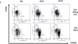 Fig.3.A showing Flow cytometry/Cell sorting from the publication: Interferon gamma suppresses collagen-induced arthritis by regulation of Th17 through the induction of indoleamine-2,3-deoxygenase.