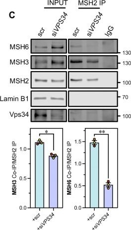Fig.2.C showing Western Blotting from the publication: Nuclear PI3P produced by the Beclin-1/Vps34 complex regulates DNA mismatch repair.