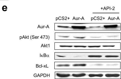 Fig.6.E showing Western Blotting from the publication: Aurora-A down-regulates IkappaBalpha via Akt activation and interacts with insulin-like growth factor-1 induced phosphatidylinositol 3-kinase pathway for cancer cell survival.