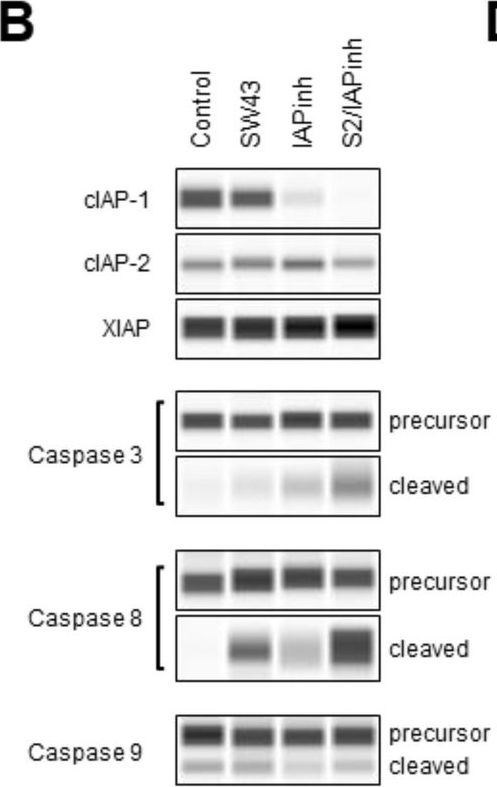 Fig.4.B showing Simple Western - Size in a Homo sapiens (Human) sample from the publication: The novel drug candidate S2/IAPinh improves survival in models of pancreatic and ovarian cancer.