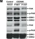 Fig.7.M showing Western Blotting in a Homo sapiens (Human) sample from the publication: Loss of SNAP29 impairs endocytic recycling and cell motility.