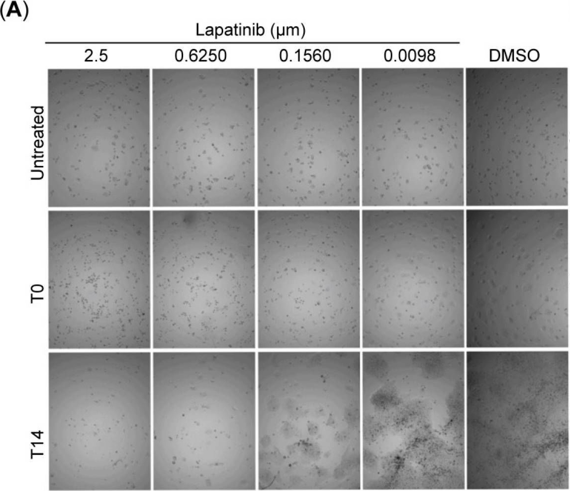 Fig.1.A from the publication: CD44 Marks Dormant Tumor Cells After HER2 Inhibition in Breast Cancer Cells.