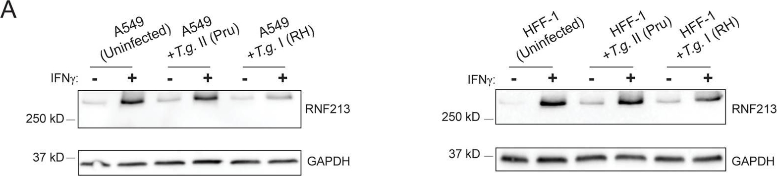 Fig.2.A showing Western Blotting in an Oryctolagus cuniculus (Rabbit) sample from the publication: Interferon-Inducible E3 Ligase RNF213 Facilitates Host-Protective Linear and K63-Linked Ubiquitylation of Toxoplasma gondii Parasitophorous Vacuoles.