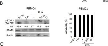Fig.6.B showing Western Blotting in a Homo sapiens (Human) sample from the publication: Docosahexaenoic acid (DHA) promotes immunogenic apoptosis in human multiple myeloma cells, induces autophagy and inhibits STAT3 in both tumor and dendritic cells.
