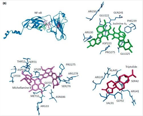 Fig.1.B from the publication: Jozimine A2, a Dimeric Naphthylisoquinoline (NIQ) Alkaloid, Shows In Vitro Cytotoxic Effects against Leukemia Cells through NF-κB Inhibition.