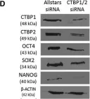 Fig.4.D showing Western Blotting from the publication: Glycolysis Regulates Human Embryonic Stem Cell Self-Renewal under Hypoxia through HIF-2α and the Glycolytic Sensors CTBPs.
