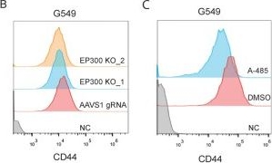 Fig.2.B showing Flow cytometry/Cell sorting from the publication: Epigenetic maintenance of the injury response state in glioblastoma stem cells.