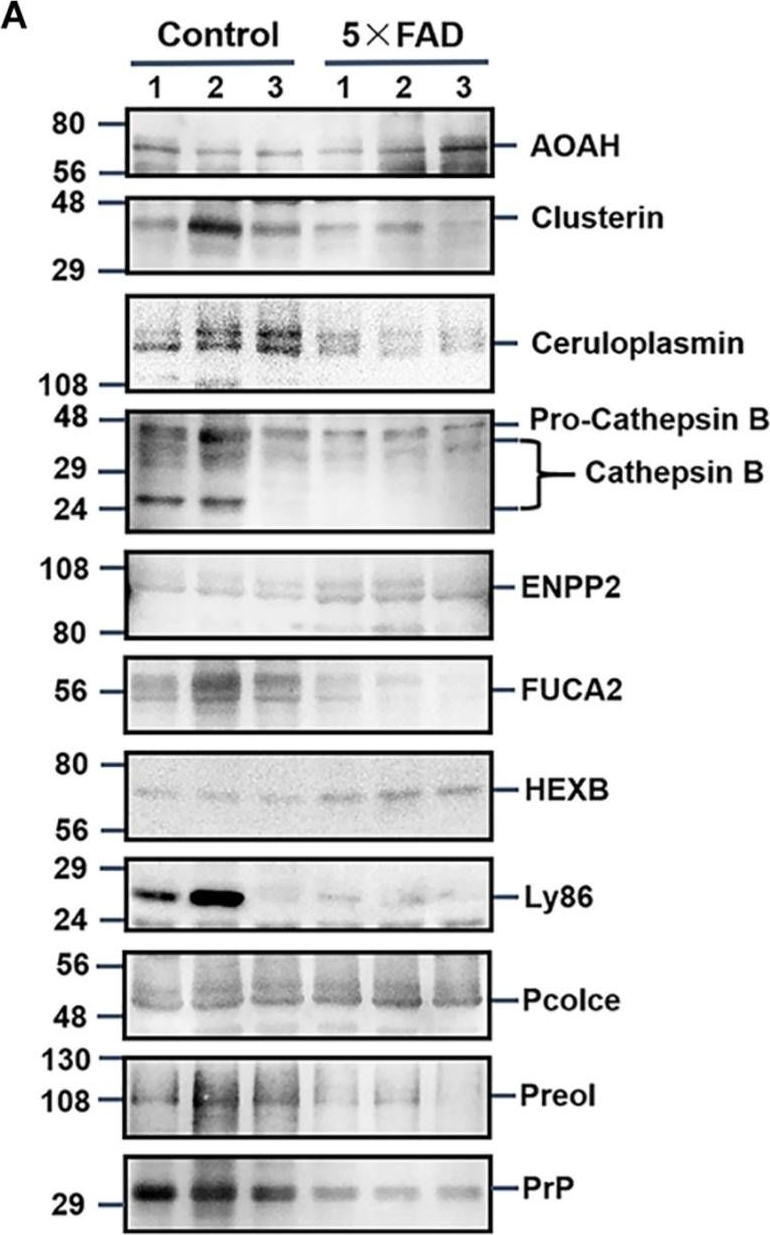Fig.6.A showing Western Blotting in a Mus musculus (House mouse) sample from the publication: Comprehensive Proteomic Profiling of Urinary Exosomes and Identification of Potential Non-invasive Early Biomarkers of Alzheimer's Disease in 5XFAD Mouse Model.