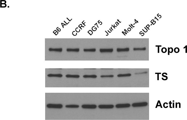 Fig.3.B showing Western Blotting in a Homo sapiens (Human) sample from the publication: The poison oligonucleotide F10 is highly effective against acute lymphoblastic leukemia while sparing normal hematopoietic cells.