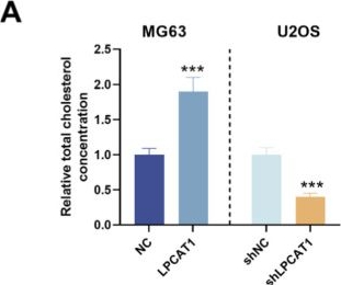 Fig.5.A from the publication: SOX2 induces LPCAT1 expression to promote cholesterol metabolic reprogramming-mediated invasion and metastasis in osteosarcoma.