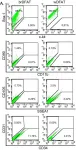 Fig.2.A showing Flow cytometry/Cell sorting in a Mus musculus (House mouse) sample from the publication: Progenitor cells from brown adipose tissue undergo neurogenic differentiation.