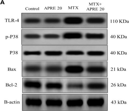 Fig.7.A showing Western Blotting from the publication: Apremilast ameliorates methotrexate-induced renal injury in rats: role of TLR4/NF-κB/P38 MAPK/caspase-3 and Nrf2/HO-1 signaling pathways.