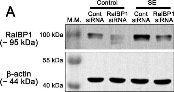 Fig.5.A showing Western Blotting in a Rattus norvegicus (Rat) sample from the publication: CDDO-Me Attenuates CA1 Neuronal Death by Facilitating RalBP1-Mediated Mitochondrial Fission and 4-HNE Efflux in the Rat Hippocampus Following Status Epilepticus.