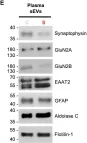 Fig.3.E showing Western Blotting in a Rattus norvegicus (Rat) sample from the publication: Maternal stress during pregnancy alters circulating small extracellular vesicles and enhances their targeting to the placenta and fetus.