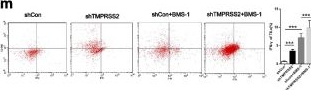 Fig.5.M showing Flow cytometry/Cell sorting from the publication: TMPRSS2 is a tumor suppressor and its downregulation promotes antitumor immunity and immunotherapy response in lung adenocarcinoma.