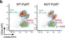 Fig.4.B showing Flow cytometry/Cell sorting in a Mus musculus (House mouse) sample from the publication: TET2 directs mammary luminal cell differentiation and endocrine response.