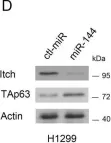 Fig.5.D showing Western Blotting from the publication: p63, a key regulator of Ago2, links to the microRNA-144 cluster.