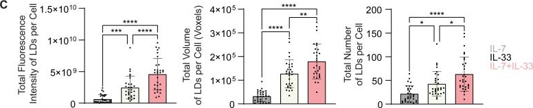 Fig.8.C from the publication: Analysis of lipid uptake, storage, and fatty acid oxidation by group 2 innate lymphoid cells.