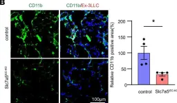 Fig.4.I showing Immunohistochemistry-immunofluorescence from the publication: Endothelial cell-specific LAT1 ablation normalizes tumor vasculature.