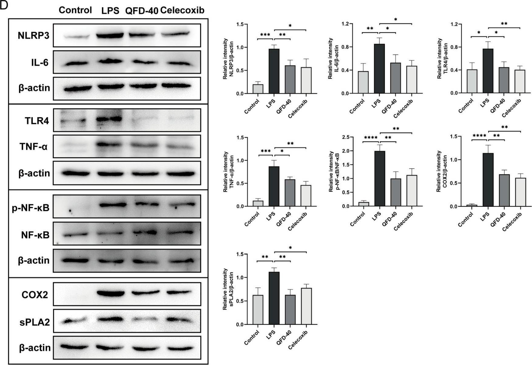 Fig.6.D showing Western Blotting in a Mus musculus (House mouse) sample from the publication: Qifu Decoction Alleviates Lipopolysaccharide-Induced Myocardial Dysfunction by Inhibiting TLR4/NF-κB/NLRP3 Inflammatory Pathway and Activating PPARα/CPT Pathway.