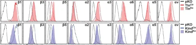Fig.2.A showing Flow cytometry/Cell sorting in a Mus musculus (House mouse) sample from the publication: Kindlin-2 cooperates with talin to activate integrins and induces cell spreading by directly binding paxillin.