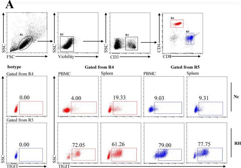 Fig.1.A showing Flow cytometry/Cell sorting from the publication: Expression of TIGIT in splenic and circulatory T cells from mice acutely infected with Toxoplasma gondii.