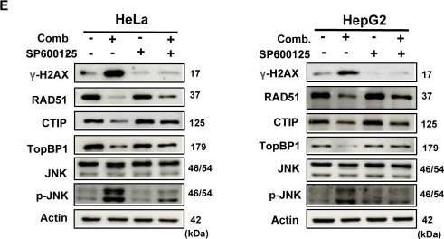 Fig.6.E showing Western Blotting in a Homo sapiens (Human) sample from the publication: Dual Metabolic Inhibition by Berberine and Glutor Triggers AMPK/JNK-Dependent DNA Damage in Cancer Cells.