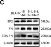 Fig.7.C showing Western Blotting from the publication: The Fibrotic Effects of LINC00663 in Human Hepatic Stellate LX-2 Cells and in Bile Duct-Ligated Cholestasis Mice Are Mediated through the Splicing Factor 2-Fibronectin.