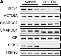 Fig.6.A showing Western Blotting from the publication: Serum- and glucocorticoid-induced kinase 3 orchestrates glucocorticoid signaling to facilitate chromatin remodeling during murine adipogenesis.