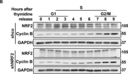 Fig.4.B showing Western Blotting from the publication: Transcription Factor NRF2 Participates in Cell Cycle Progression at the Level of G1/S and Mitotic Checkpoints.